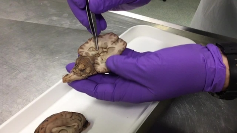 Thumbnail for Pineal gland of the sheep as an example of the mammalian pineal gland