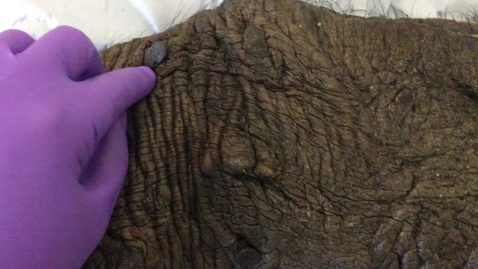 Thumbnail for Mammary gland in the pig
