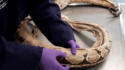 Thumbnail for Intramuscular injection in the snake: Clip 2