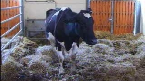 Thumbnail for The Mad Cow: BSE Clip 12