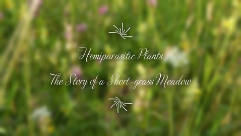 Thumbnail for entry Hemiparasitic Plants Group 3
