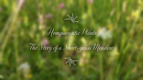 Thumbnail for Hemiparasitic Plants Group 3