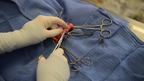 Thumbnail for Modified Miller's knot for ovariohysterectomy