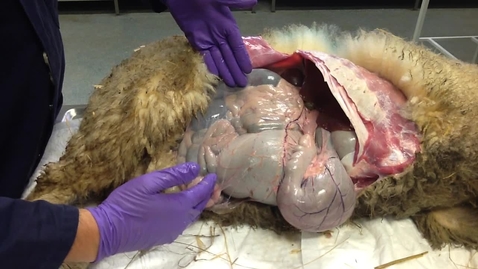 Thumbnail for Anatomy of the gastrointestinal tract in the ruminant: Small intestine