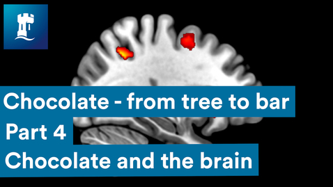 Thumbnail for entry Chocolate from tree to bar - Chocolate and the Brain