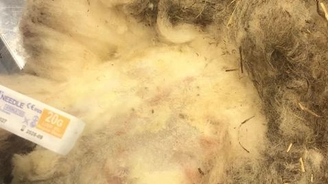 Thumbnail for Sheep and goat epidural anaesthesia for a LEFT HANDED person