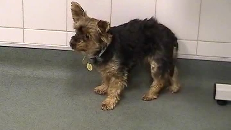 Thumbnail for Neurological examination in the dog: Circling