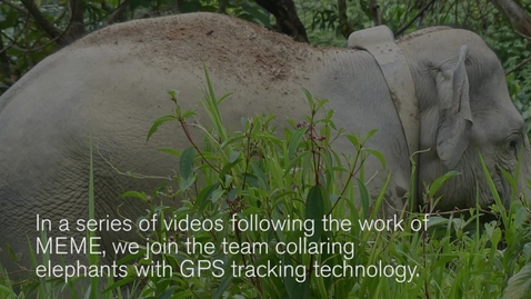 Thumbnail for entry GPS tracking of Malaysian elephants