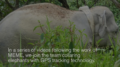 Thumbnail for GPS tracking of Malaysian elephants