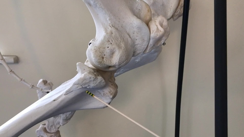 Thumbnail for Hindlimb of the ox: Femur