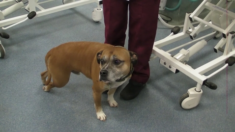 Thumbnail for Neurological assessment in the dog: Clip 1