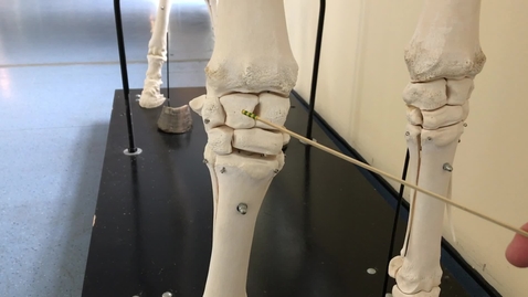 Thumbnail for Forelimb of the horse: Carpus