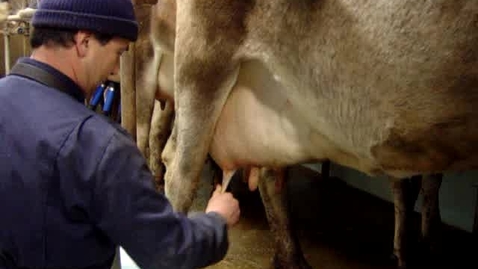 Thumbnail for Standard milking procedures: Dry wiping, foremilking and attaching cluster unit