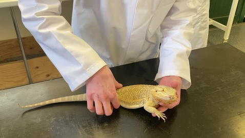 Thumbnail for entry Bearded dragon handling and restraint