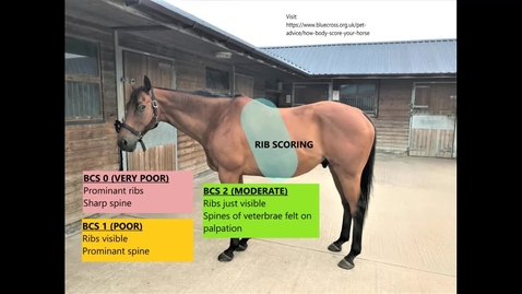 Thumbnail for Assessing a horse's body condition score