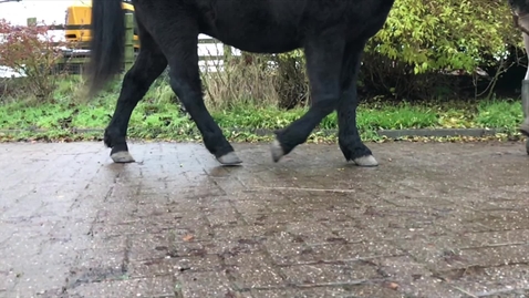 Thumbnail for Equine gait: Stride