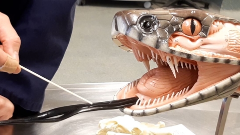 Thumbnail for Anatomy of the mouth in the snake: Tongue