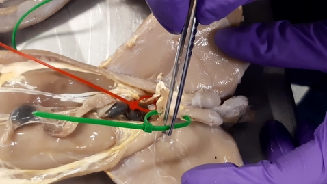 Thumbnail for Inguinal canal in the male rabbit