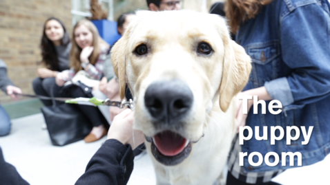 Thumbnail for entry LawSoc Puppy Room 2016