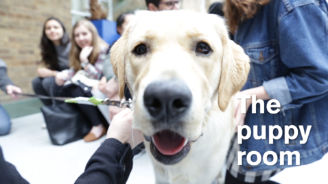 Thumbnail for LawSoc Puppy Room 2016