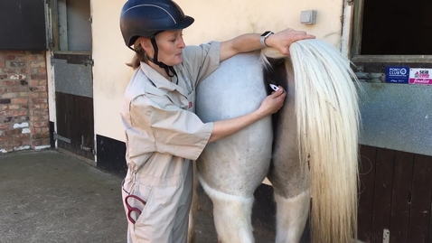 Thumbnail for Clinical examination in the horse: Taking a rectal temperature