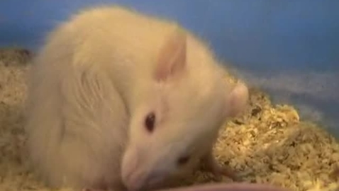 Thumbnail for Assessing pain in the rat: Clip 2