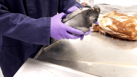 Thumbnail for Respiratory assessment in the bird