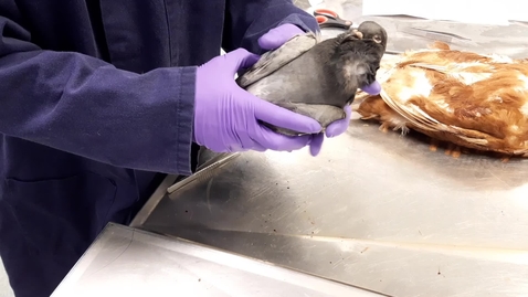 Thumbnail for entry Respiratory assessment in the bird