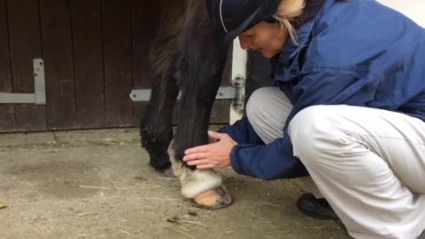 Thumbnail for entry Equine lameness examination