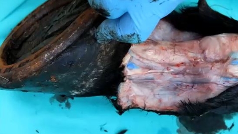 Thumbnail for Distal limb nerve blocks in the horse