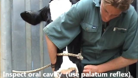 Thumbnail for Neurological examination in the cow