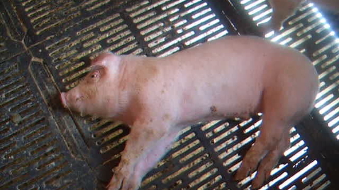 Thumbnail for Nervous signs in pigs: Paddling
