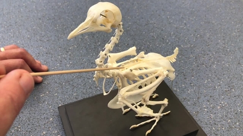 Thumbnail for Shoulder joint of the bird