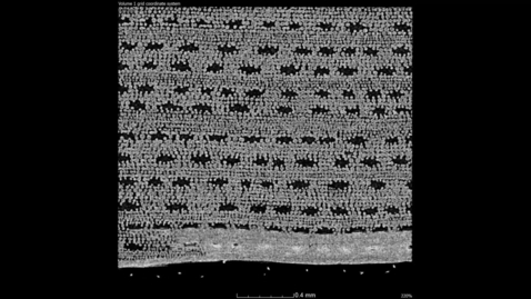 Thumbnail for X-ray vision reveals how plants ‘breathe’