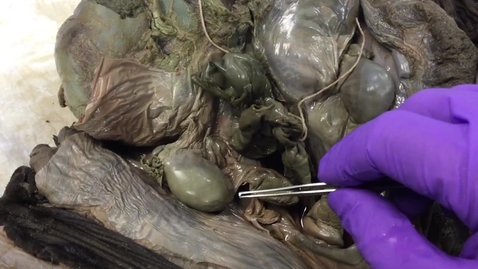 Thumbnail for Reproductive tract in-situ in the filly foal