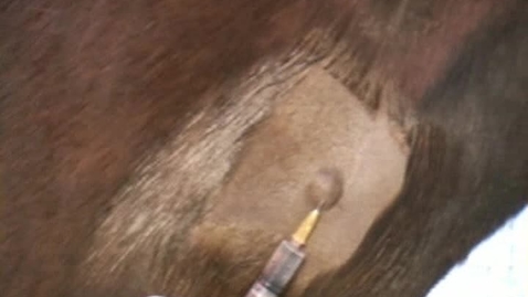 Thumbnail for Anaesthetising the horse