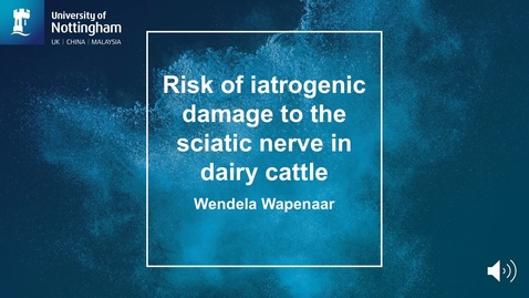 Thumbnail for entry Research explained: Risk of iatrogenic damage to the sciatic nerve in dairy cattle