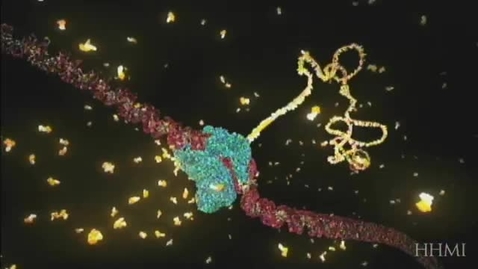 Thumbnail for DNA transcription