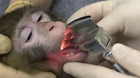 Thumbnail for entry Anaesthetising the monkey