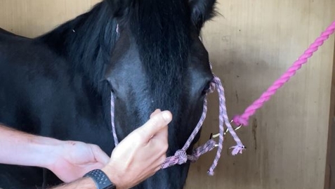 Thumbnail for Ophthalmic examination in the horse: Facial symmetry and ocular discharge