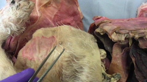 Thumbnail for Mammary gland in the dog