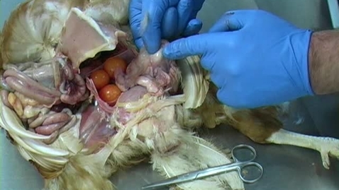 Thumbnail for Dissection of a hen