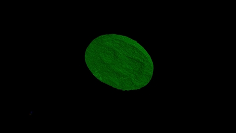 Thumbnail for entry Microstructure of an Arabidopsis Leaf Disk