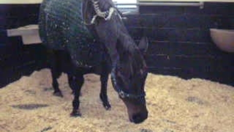 Thumbnail for Assessing pain in the horse: Clip 3