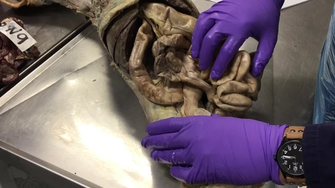 Thumbnail for Anatomy of the gastrointestinal tract in the dog: Jejunum