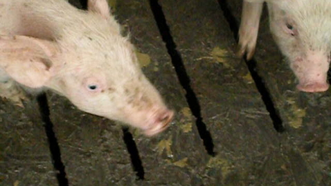 Thumbnail for E coli in pigs