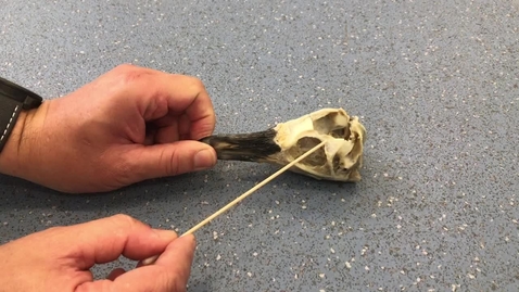Thumbnail for Anatomy of the penguin skull