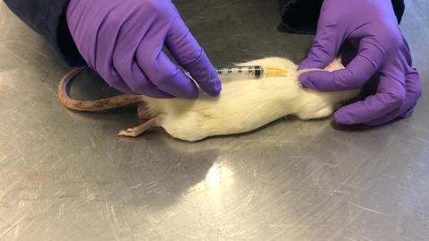 Thumbnail for Administering an intradermal injection
