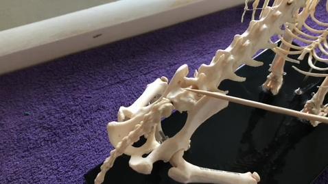 Thumbnail for Hindlimb of the dog: Sacrum