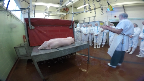 Thumbnail for Pig dressing: Opening up the abdomen